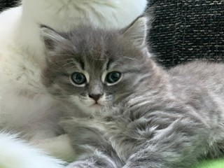Baby Katze