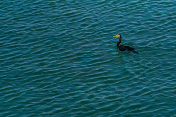 cormoran cormorant swimming in the sea