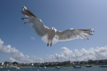 Fototapeta na wymiar Seagull goeland in the sky 