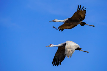Sandhill Crane - Flight