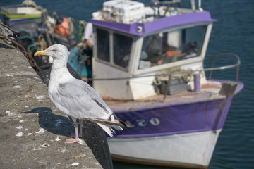 Goeland seagull standing near fisherman boat