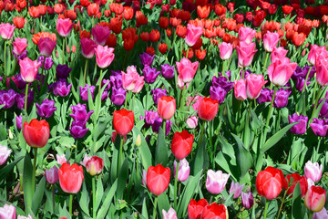 field of colorful  tulips background