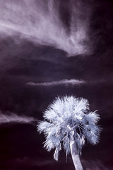 False color infrared photograph of palm tree and sky.