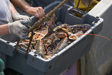 Homard lobster fishing peche