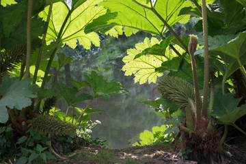 Magique magic sunlit forest foret