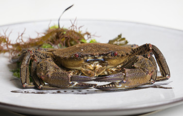Crabe etrille sur assiette