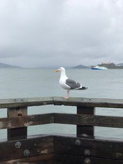 san francisco's bridge pier golden gate