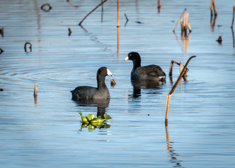 American Coots in 40 Acre Lake - Brazos Bend State Park!