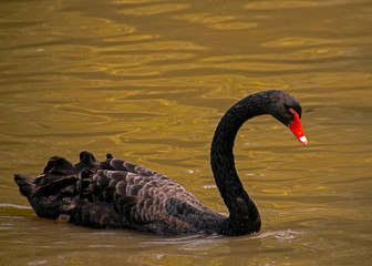 Black swan swimming in water