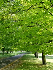 Green trees in the park