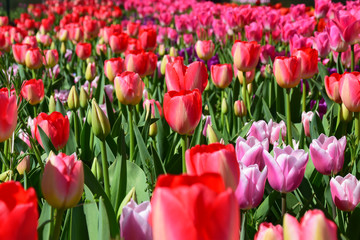 Fototapeta premium field of red and pink tulips
