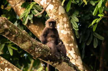 Nilgiri Langur with baby, Topslip, Tamilnadu, India