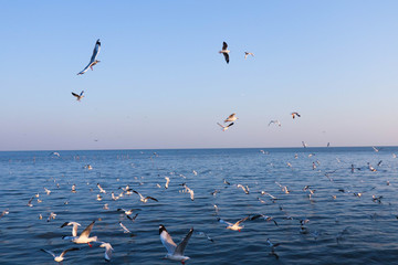 Seagulls bird flying over the sea with beautiful sunset on evening twilight sky landscape background