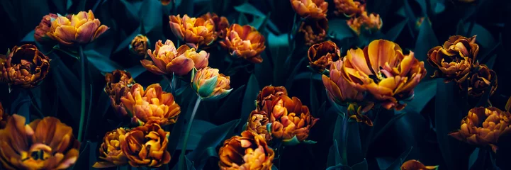 Poster Im Rahmen Nahaufnahme von blühenden Blumenbeeten von erstaunlichen orangefarbenen Papageien-Tulpen im Frühling. Öffentlicher Blumengarten, Niederlande. Dunkles stimmungsvolles Foto © manuta