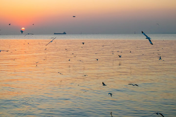 seagulls flying in the sky and sun