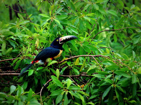 Collared aracari toucan in a treetop at tikal, Guatemala