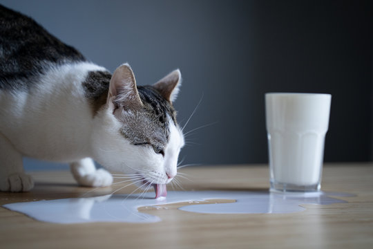 cat licking milk spilled on a table from a glass