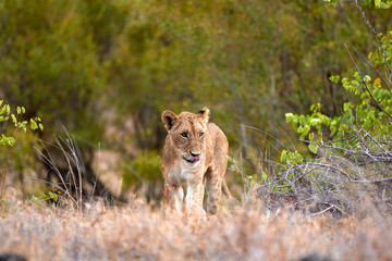 Lioness licking her nose in Kruger