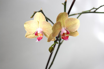 beige red orchid flower branch on a white background