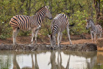 Fototapeta na wymiar Herd of zebras drinking at the waterhole