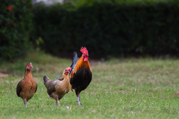 Three chickens walking in the garden.