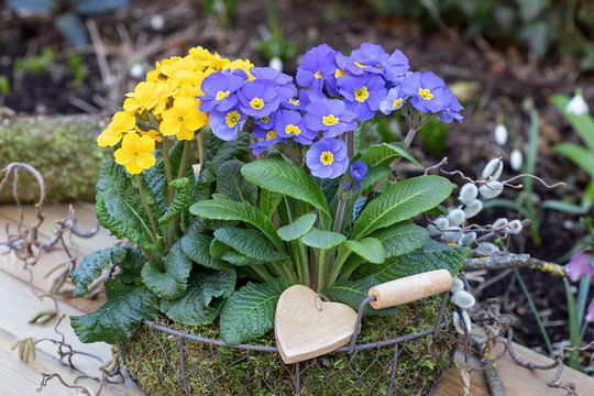 Stielprimeln in Blau und Gelb im Gitterkorb als Gartendekoration