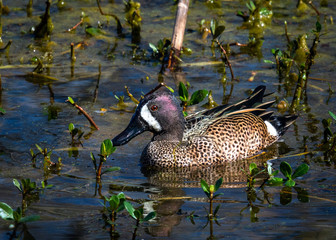 Blue-winged Teal in Elm Lake at Brazos Bend State Park!