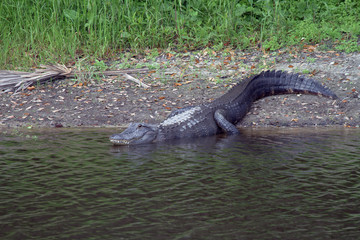 alligator entering water