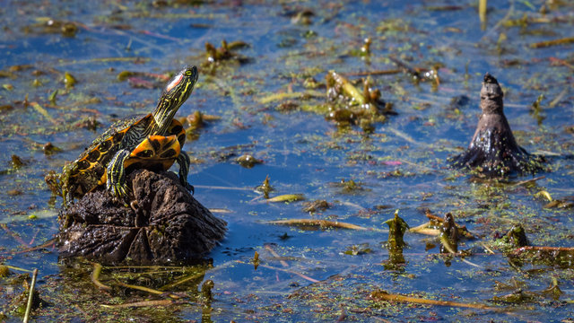 This seems to be a good spot! Red-eared Slider on a stump!