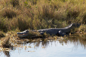alligator in the everglades