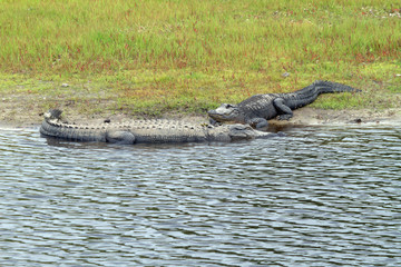 alligators sunning on river bank