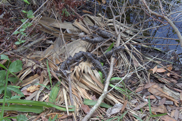 baby alligators