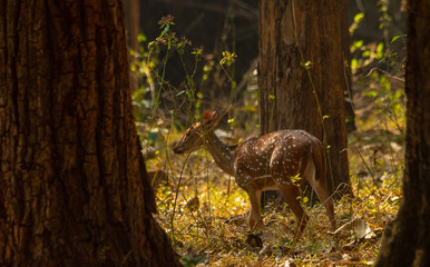 Spotted deer at Parambikulam Tiger reserve, Tamilnaud, India