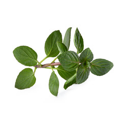 fresh Oregano herb isolated on white background.