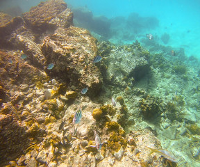 Snorkeling In The Caribbean, St. Thomas, United States Virgin Islands, Best Striped Tropical Fish, Colorful Underwater Coral Reef, Marine Life Background, Undersea  Scenic Wallpaper, Ocean Wildlife