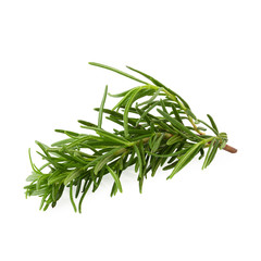 Fresh rosemary isolated on a white background.