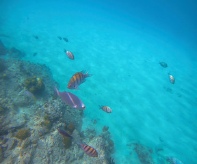 Naklejka na ściany i meble Snorkeling In The Caribbean, St. Thomas, United States Virgin Islands, Best Striped Tropical Fish, Colorful Underwater Coral Reef, Marine Life Background, Undersea Scenic Wallpaper, Ocean Wildlife