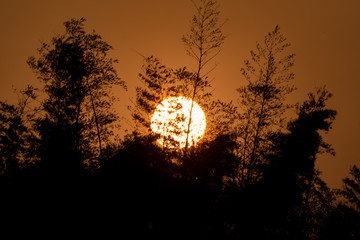 Sunrise with Tree silhouette at topslip, tamilnadu, India 