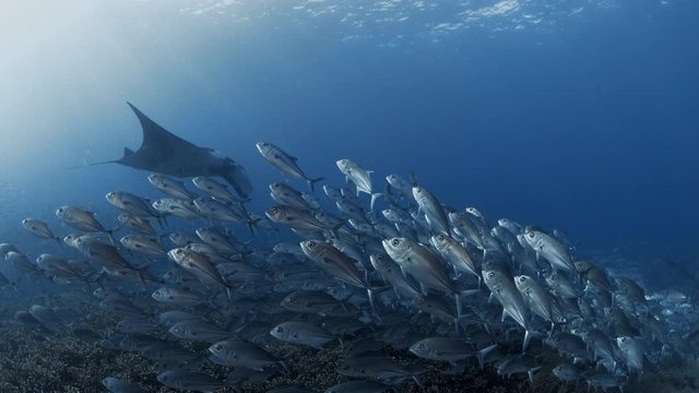 Giant Oceanic Manta Ray (Mobula Birostris) swimming through a school of big eye trevallys