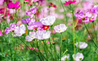 Obraz na płótnie Canvas Cosmos flowers bloom in the rainy season in the garden.