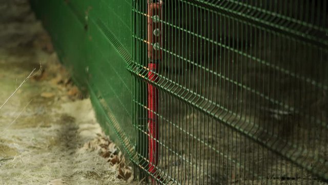 Perimeter security fencing system, razor wire fence with lighting at night, welded wire mesh fence line.