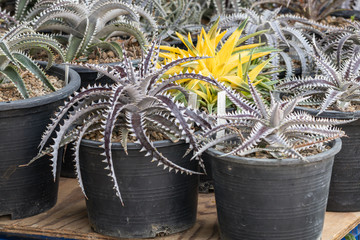 Selective focus Encholirium plant in the garden.Close up Bromeliad plant or Dyckia hybrid bromeliad on black pot.