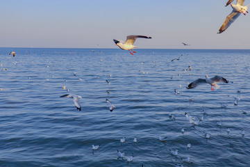 Seagulls bird flying over the sea with beautiful sunset on evening twilight sky landscape background
