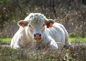 Obraz premium Lazy cow next to the road!