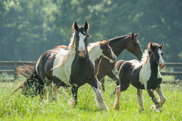 Herd of Gypsy Horses running in tall grass meadow