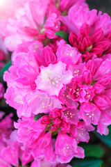 Flower azalea blooming in springtime. Background full of flowers Japanese pink Azalea. Vertical orientation. Copy space