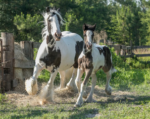gypsy vanner mare with foal in paddock