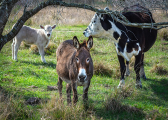 The guardian of the pasture!