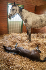 Warmblood mare with sleeping newborn foal in barn stall