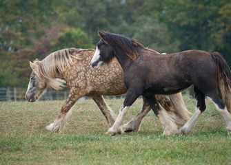 Obraz na płótnie Canvas Gypsy Cob horse mares running in grass padock